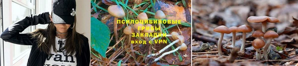 ПСИЛОЦИБИНОВЫЕ ГРИБЫ Вязники